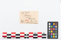 Etikett zu Perlenkette (NHMW-PRAE-025725)